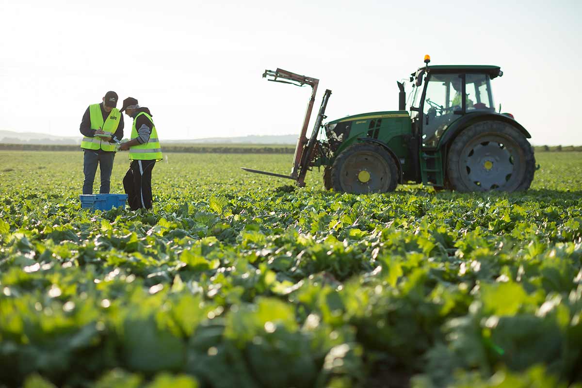 Cadena de producción hortofrutícola