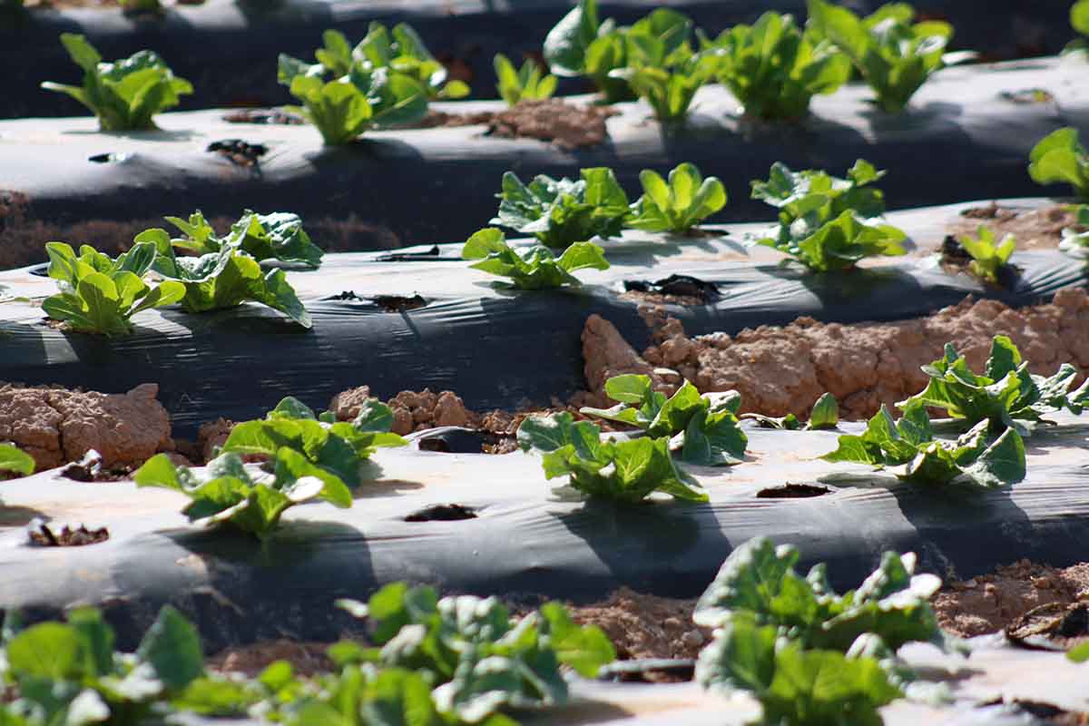 Sistema MES para la industria 4.0 hortofrutícola